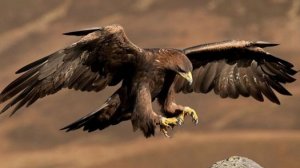 Орёл пустынный(джаз,рок,фьюжн)