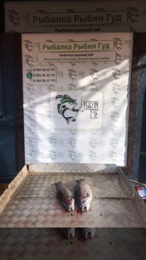 уловы рыбаков в Рыбин Гуде