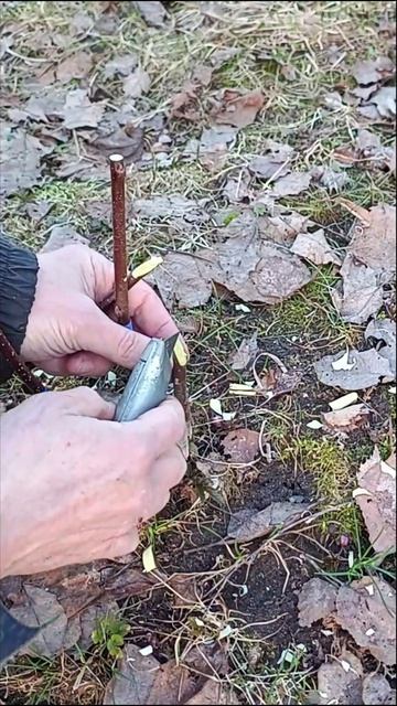 Прививка яблони - очень кратко