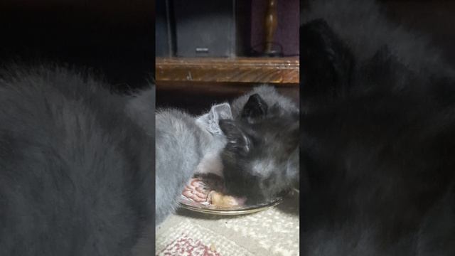 Подкармливаем котят