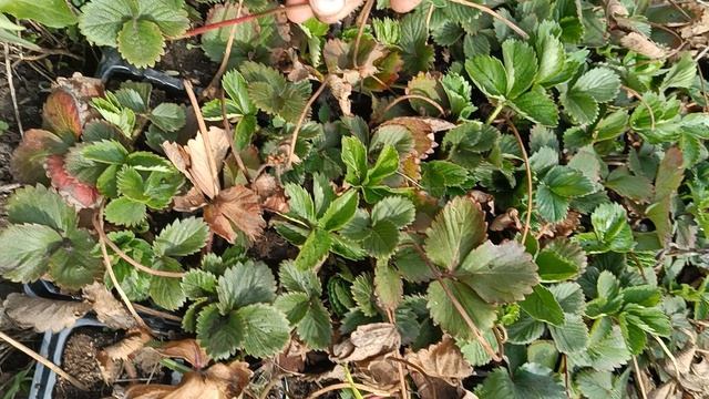 Способ укориненя рассады клубники в касету прошёл успешно, вот результат после зимы, хорошо перезим