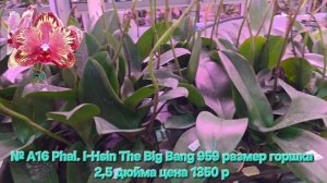 № А16 Phal. I-Hsin The Big Bang 959 размер горшка 2,5 дюйма