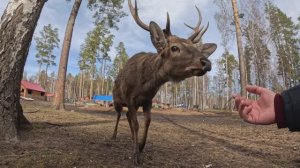 2026-04-12 гуси на оленьей ферме и отвал на моноколесе