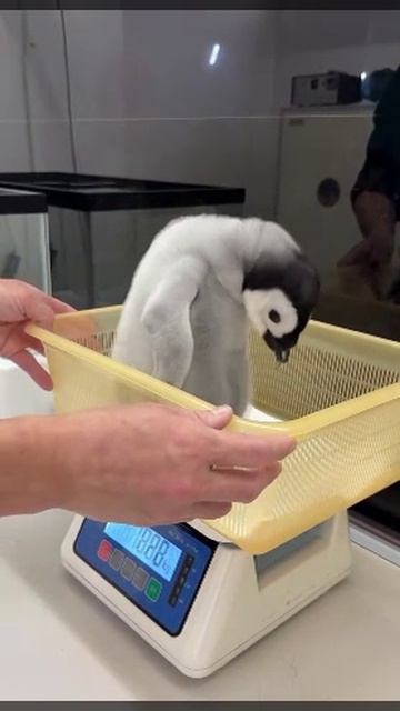 Лучшая работа в мире - взвешивание пингвинов