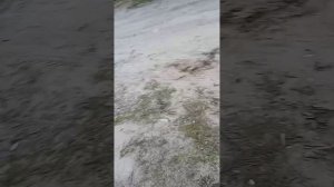 гуляем с собаками