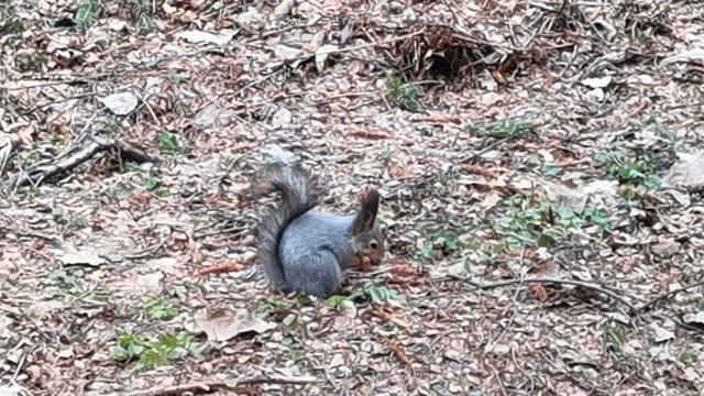 Белка завтракает в Шуваловском парке Санкт-Петербурга.