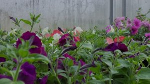 Такой весны больше не будет!