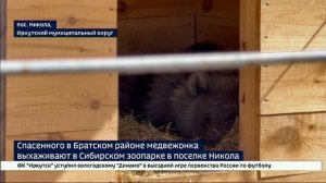 Спасенного в Братском районе медвежонка выхаживают в Сибирском зоопарке в поселке Никола