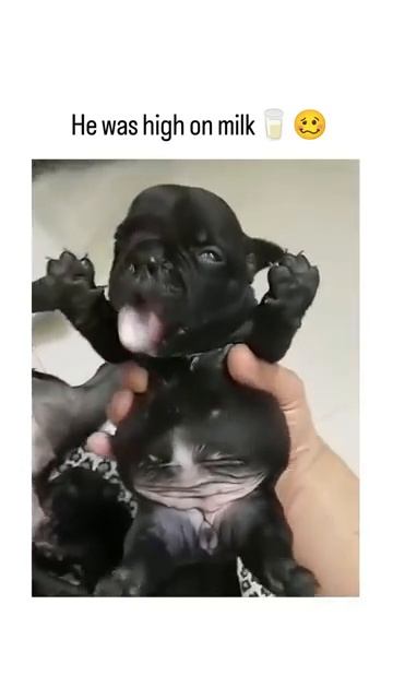 Мило (PawPawHuB и MeowHub)