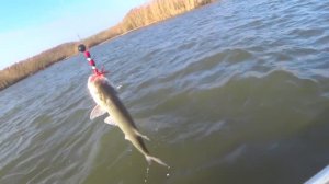 ВОТ ЭТО КЛЁВ!!!САЗАН КАК ВОБЛА КЛЮЁТ. Рыбалка в Астрахани