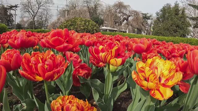 БЕСПЛАТНЫЙ Парад Тюльпанов.Севастополь.Крым 2026.