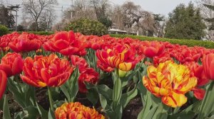 БЕСПЛАТНЫЙ Парад Тюльпанов.Севастополь.Крым 2026.