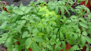 Как провести выемку рассады томатов из лотка, не травмируя корней? 13.04.2026.