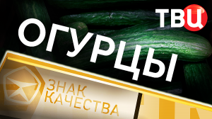 Огурцы. Знак качества