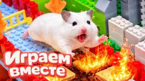 ЛАБИРИНТ С ЛОВУШКАМИ ДЛЯ УМНОГО ХОМЯКА 🐹 ВИДЕО ПРО ХОМЯКА ДЛЯ ДЕТЕЙ 💖