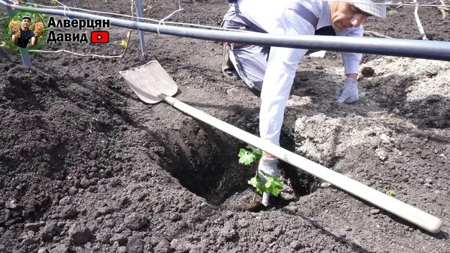 Весенняя посадка вегетирующих саженцев (16.05.2021) (Видеоблог Давида Алверцяна)
