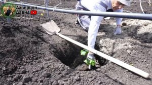 Весенняя посадка вегетирующих саженцев (16.05.2021) (Видеоблог Давида Алверцяна)