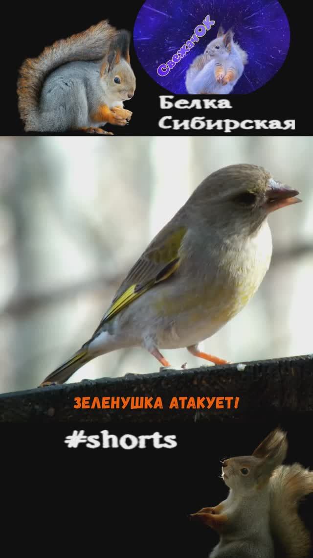 Зеленушка гонит всех с кормушки