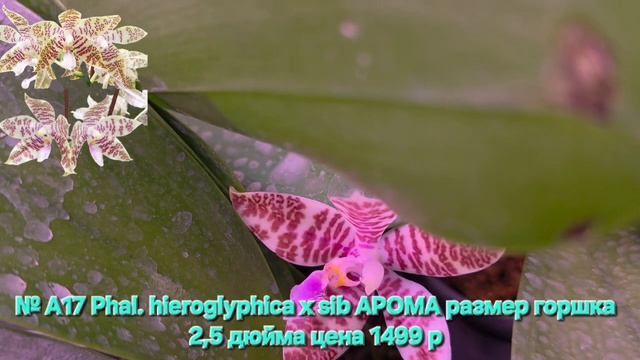 № А17 Phal. Hieroglyphica х Sib АРОМА размер горшка 2,5 дюйма