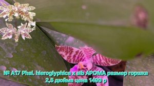 № А17 Phal. hieroglyphica х sib АРОМА размер горшка 2,5 дюйма