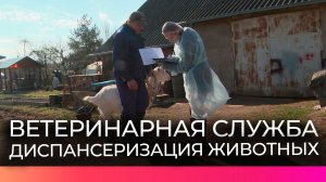Специалисты ветеринарной службы обследуют животных Новгородской области