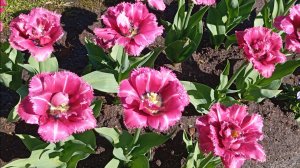 Пейзажный парк Александрия в Петродворце.