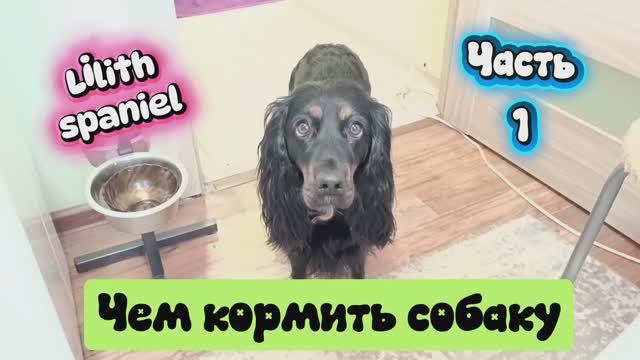 Чем кормить собаку? (Часть1)