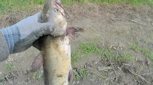 Рыбалка на Кубани вечером сейчас в основном Канадские сомики