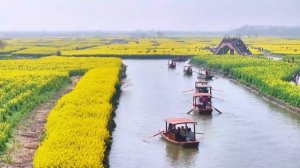 🌼«Золотое море» Синхуа: самые яркие пейзажи Китая