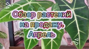 Обзор растений на продажу. Апрель