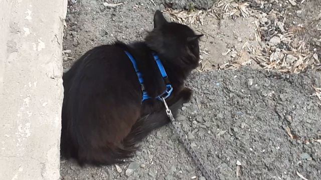 Возле дома котик Мишка. смотреть онлайн