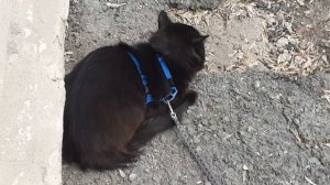 Возле дома котик Мишка.