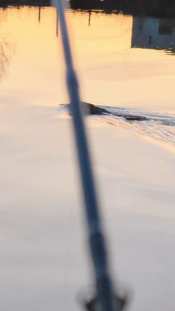 Бобр на рыбалке