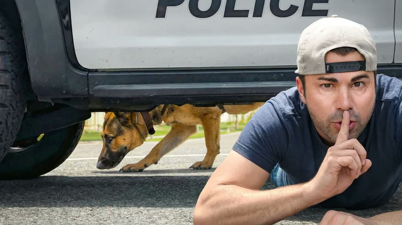 Как убежать от полицейской вынюхивающей собаки