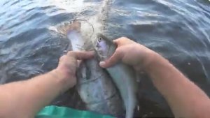 СРАЗУ ДВЕ РЫБИНЫ КРАСНЫХ В 60-ЯЧЕЮ НА ГЛУБИНЕ!РЫБАЛКА КРУПНЫМИ СЕТЯМИ В КАРЕЛИИ!