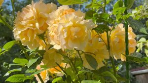 Август в Саду 14 августа 2025 часть 6