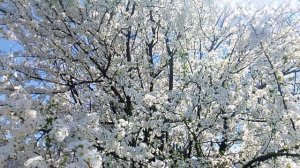 Цветёт слива 2026.04.06