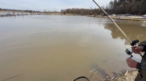 Поимки форели !!!