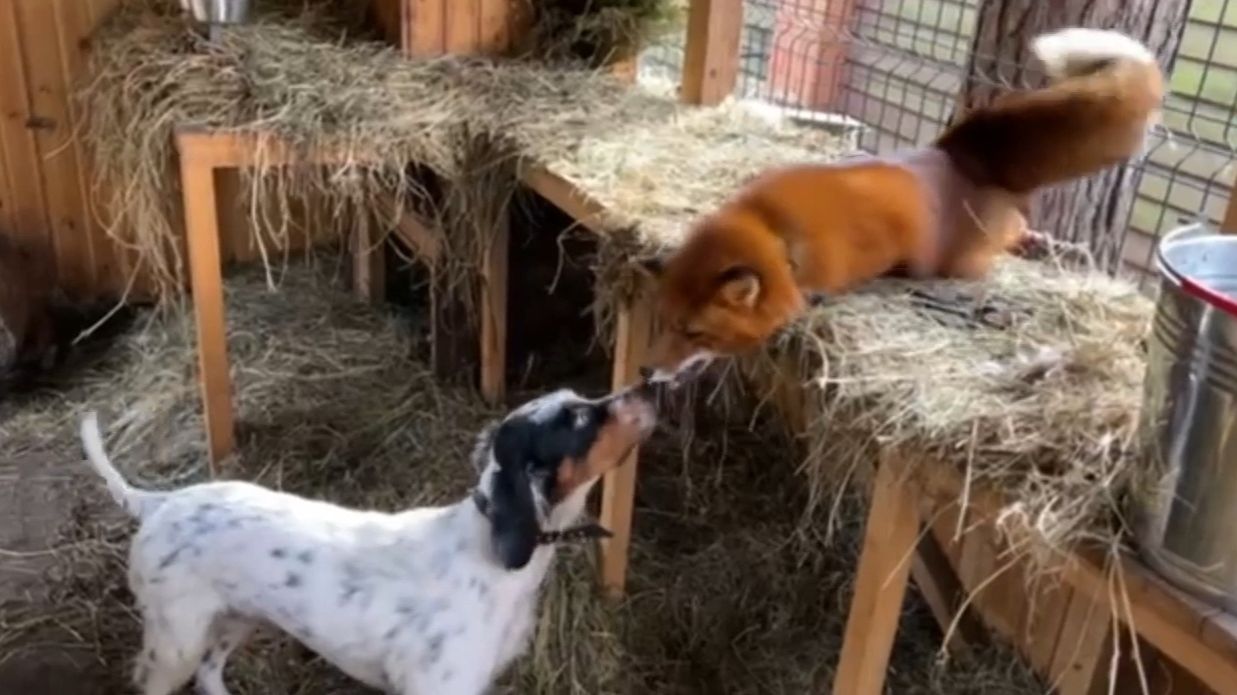 Лиса-Алиса. Утреннее веселье Честера и Игниса