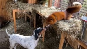 Лиса-Алиса. Утреннее веселье Честера и Игниса