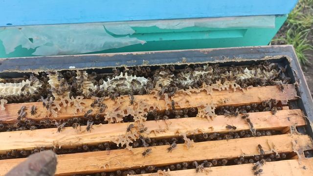 Пропустил расширение пчёл в апреле