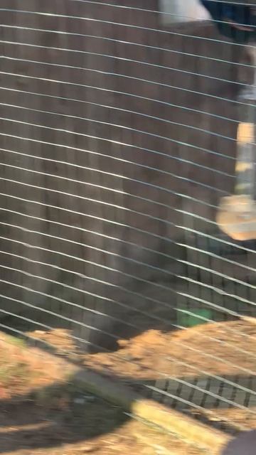 Паша и Даша