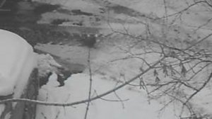 Голубь на дороге. Начало января 2026. DSCN7267