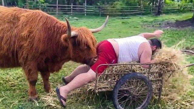 Попробуйте не засмеяться 😂 Забавные видео с животными на ферме