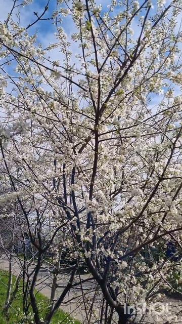 Цветущая весна!