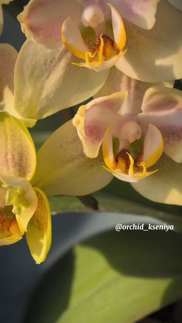 Phal. Golden Jaguar бантик  Домашнее цветение красивейшей голландской орхидеи Голден Ягуар 