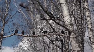 АПРЕЛЬ В ПЛЕНУ ТЕМПЕРАТУРНЫХ КАЧЕЛЕЙ