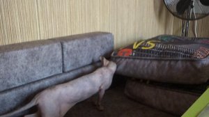 лысая кошка сфинкс лысая кошка с большими ушами