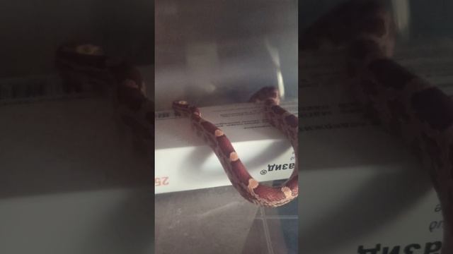 Малыши маисового полоза кушают.