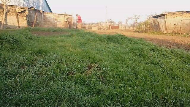 Первый укос 2026